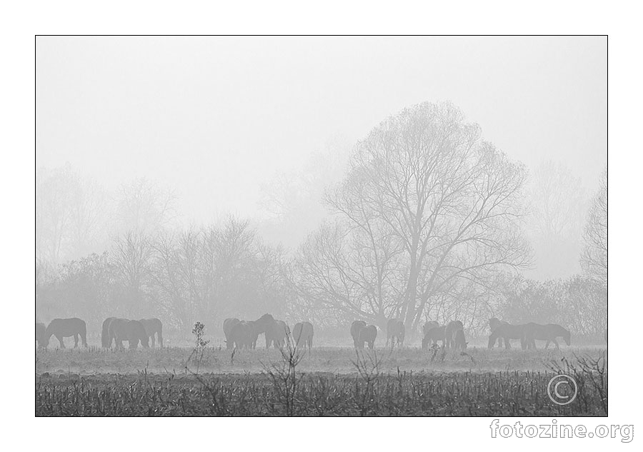 Konji u magli