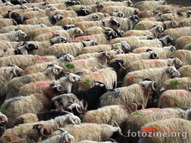 united colours of sheep
