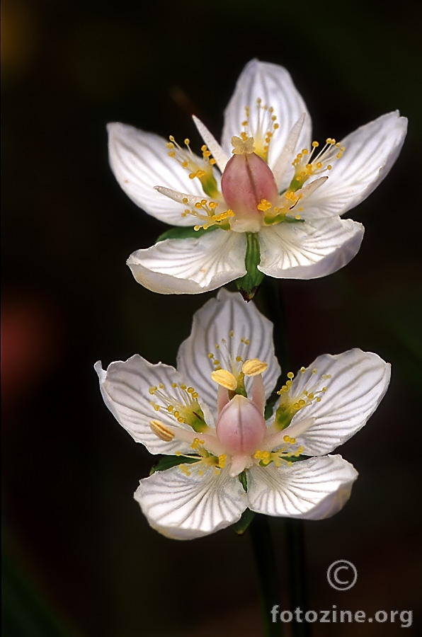 Talija (Parnassia palustris)