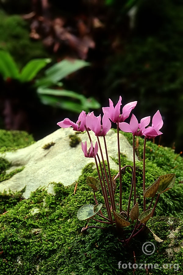 Ciklama (Cyclamen purpurascens)