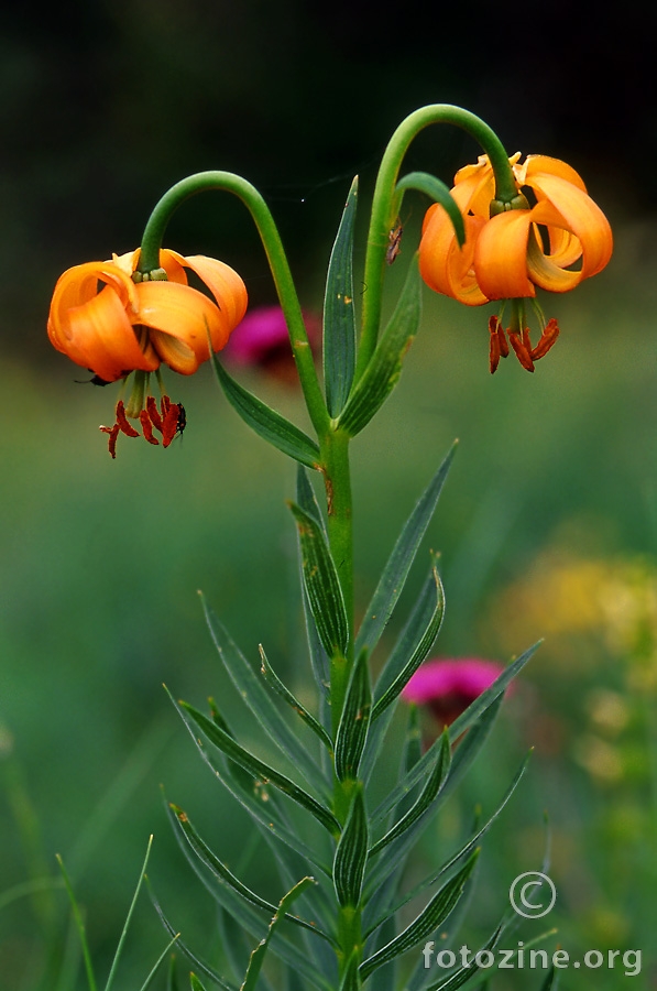 Kranjski ljiljan (Lilium carniolicum)