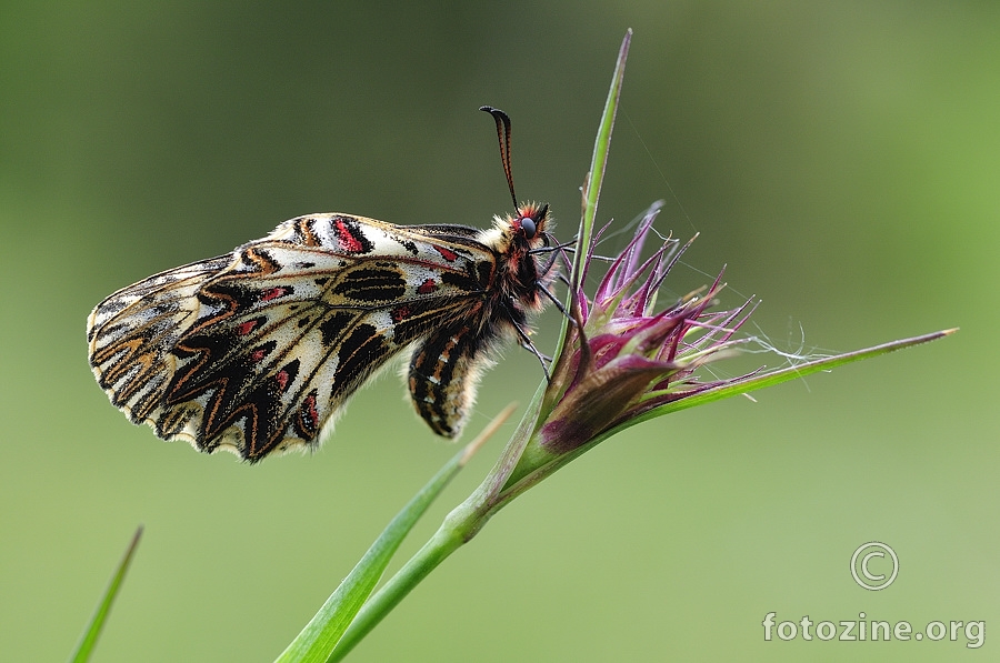 Uskršnji leptir (Zerynthia polyxena)