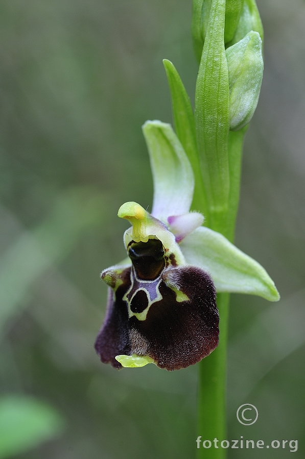Bumbarova kokica (Ophrys holoserica)