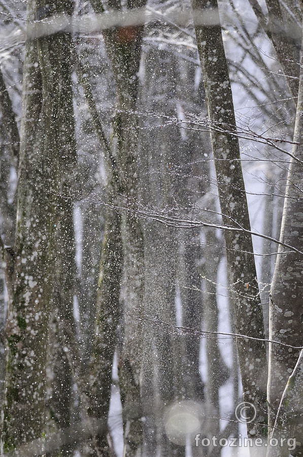 Zima u šumi II
