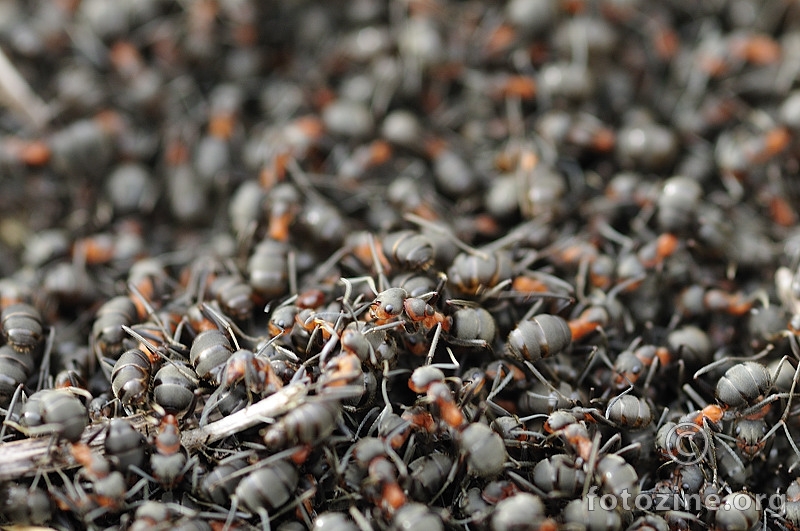 Šumski mrav (Formica rufa)