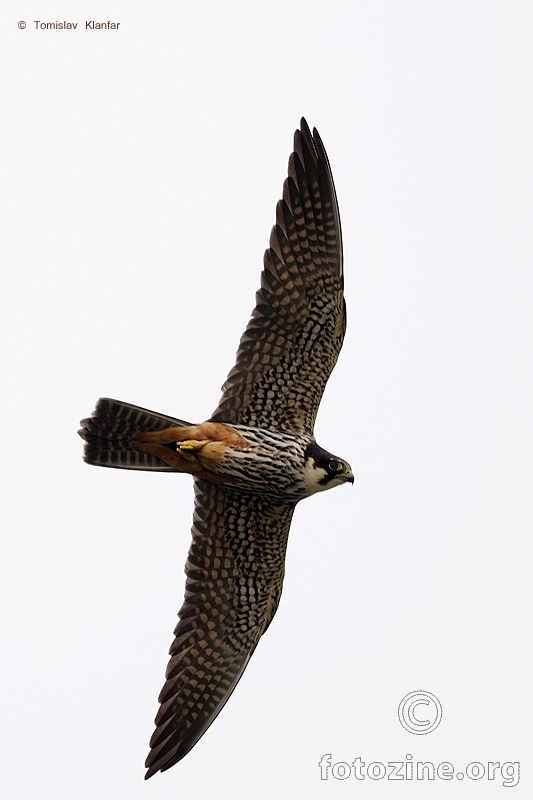 Sokol lastaviča (Falco subbuteo)