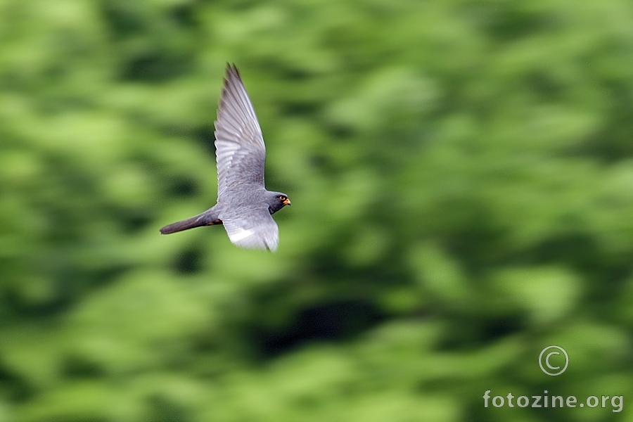 Crvenonoga vjetruša (Falco vespertinus)