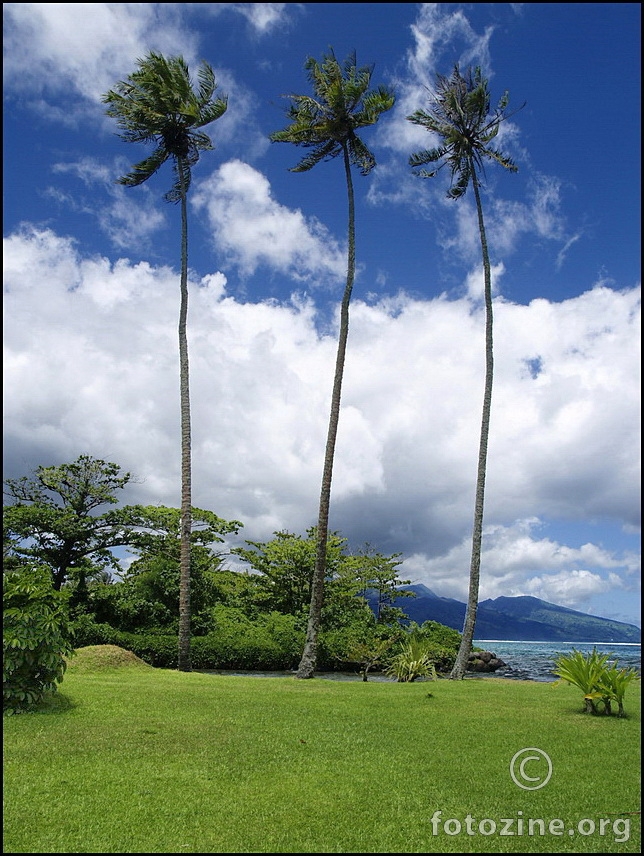 3 palme na otoku...