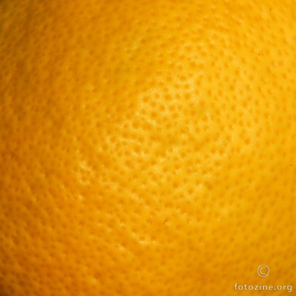 Limun, Citrus limon (2)