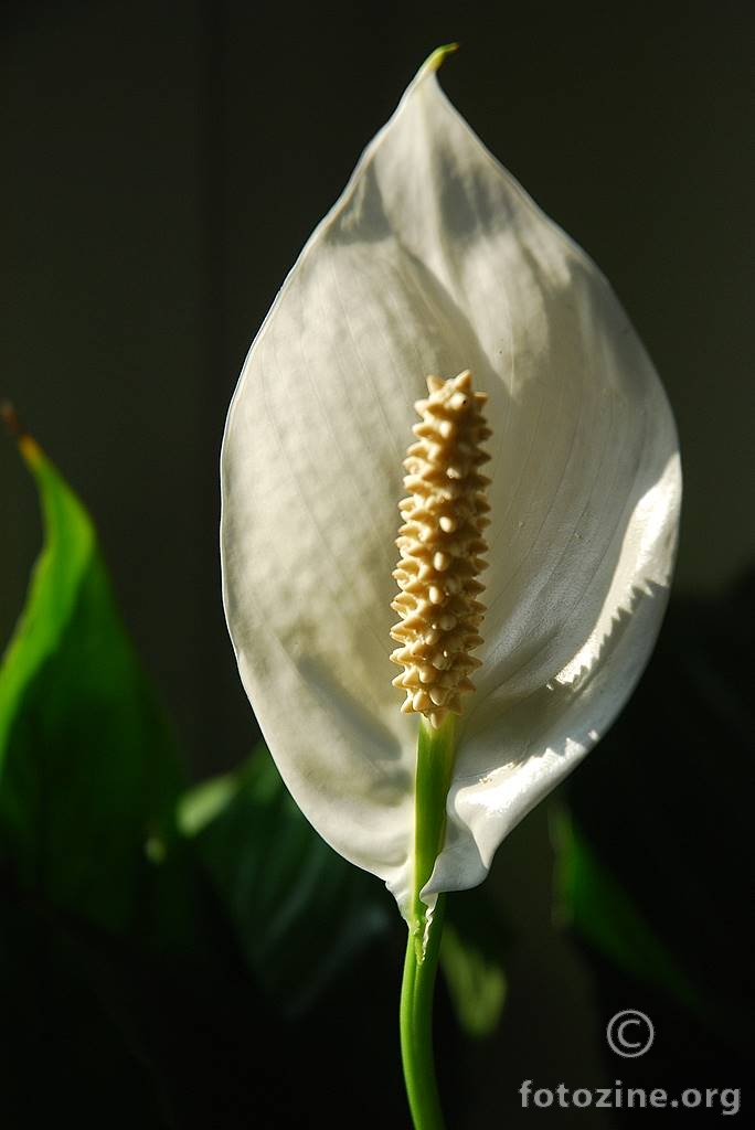 Spatifil, Spathiphyllum floribundum