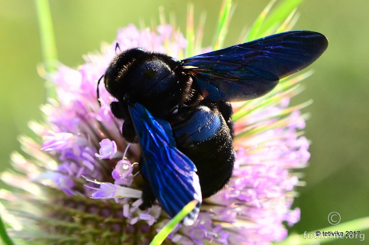 Crna pčela drvarica, Xylocopa violacea 