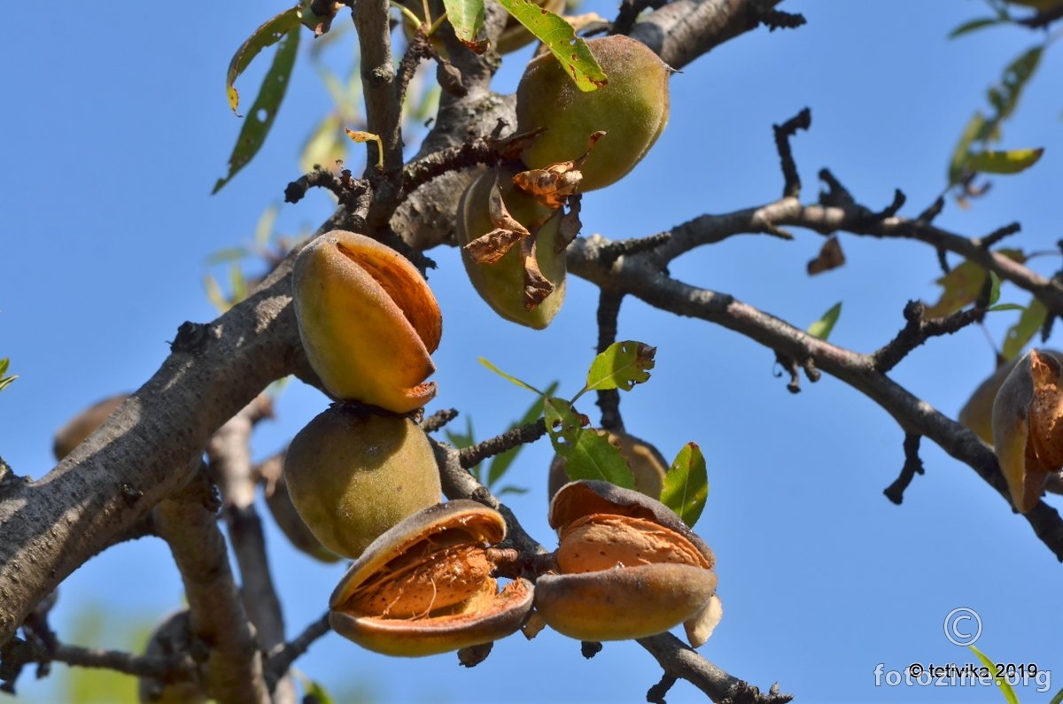 Mendula,  Prunus dulcis