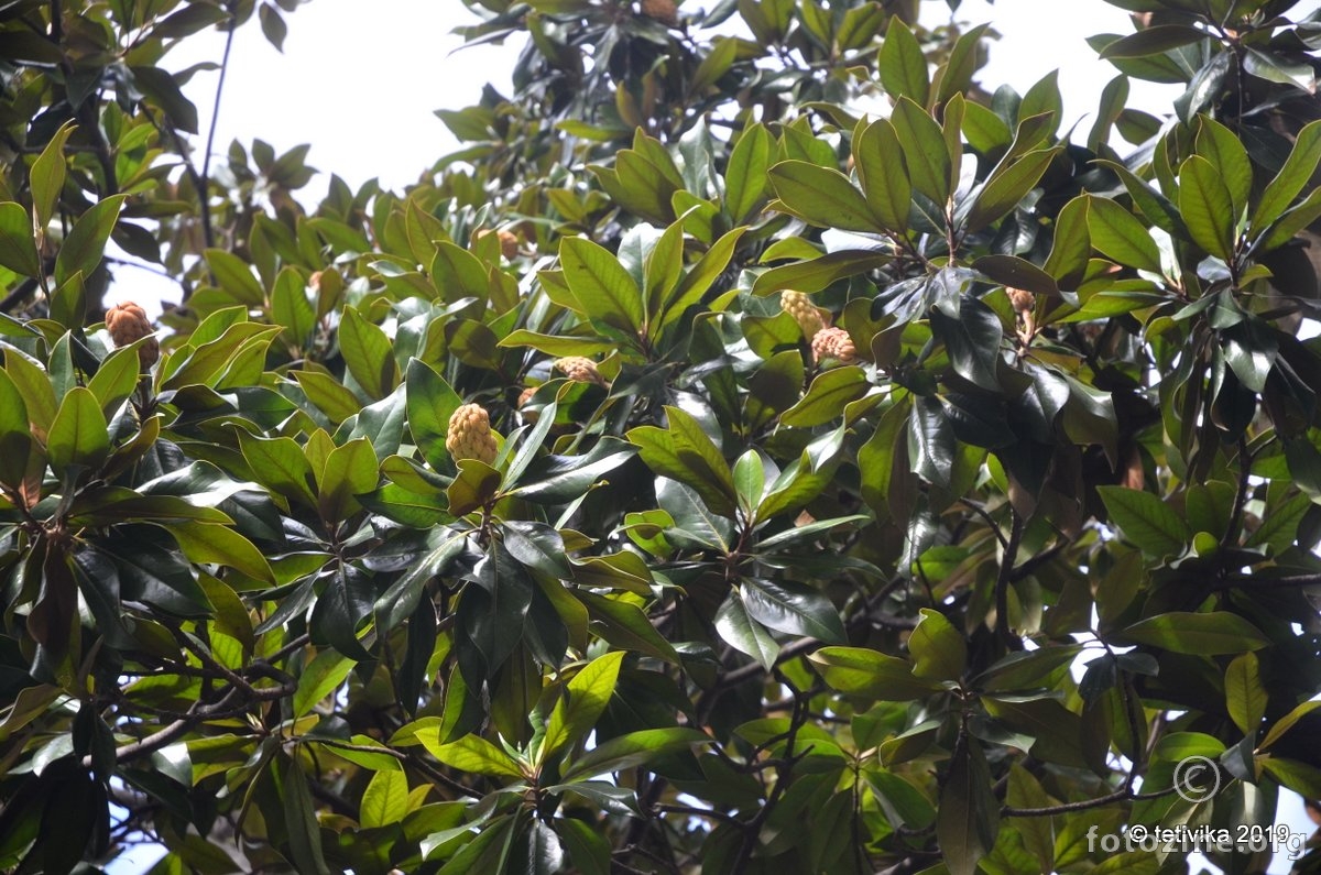 Velecvjetna magnolija (Magnolia grandiflora)