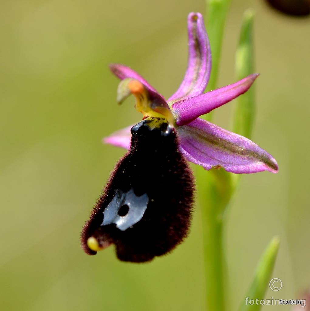 Bertolonijeva kokica, Ophrys bertolonii moretti
