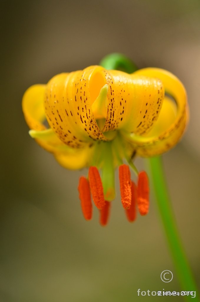 Kranjski ljiljan, Lilium carniolicum