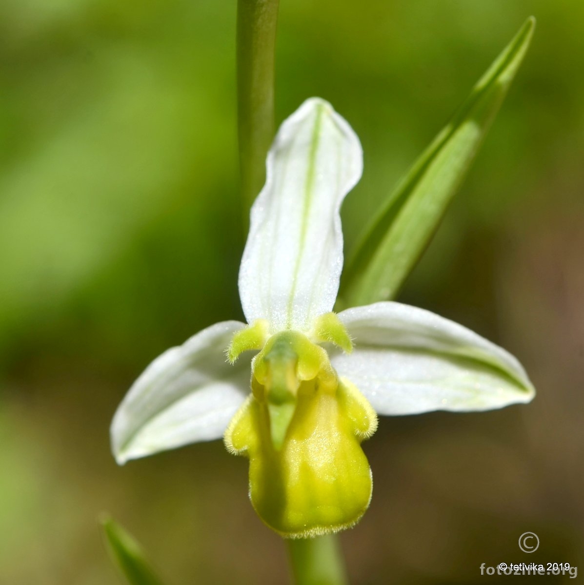 Hipokromna Ophrys apifera