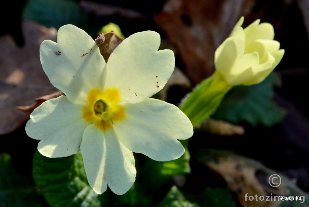 Obični jaglac, Primula vulgaris