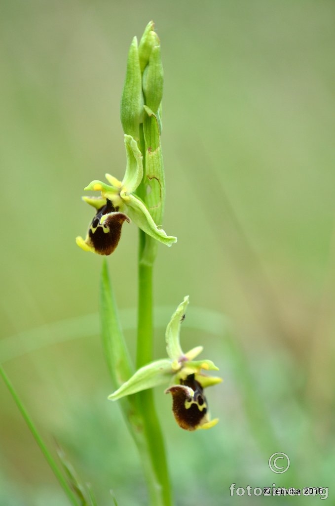 Ophrys untchjii (M.Schulze) P.Delforge
