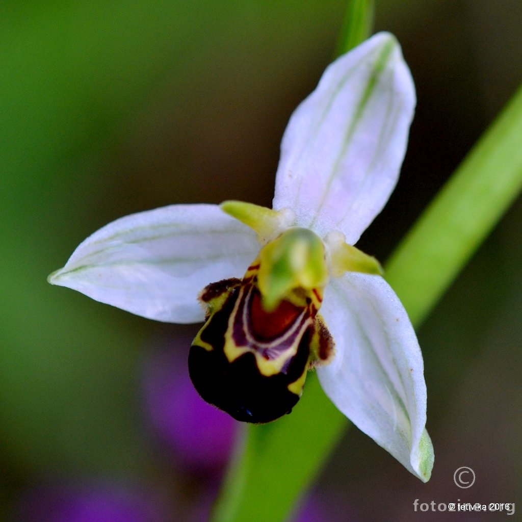 Pčelina kokica, Ophrys apifera var. chlorantha