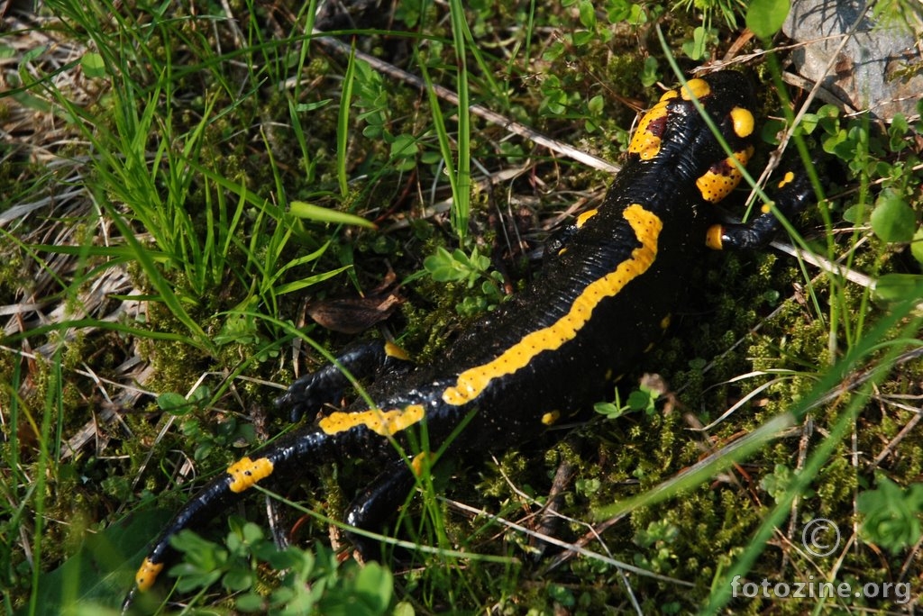 Daždevnjak, Salamandra salamandra