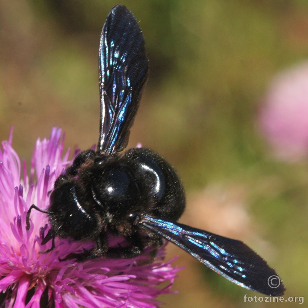 Crna pčela drvarica, Xylocopa iris