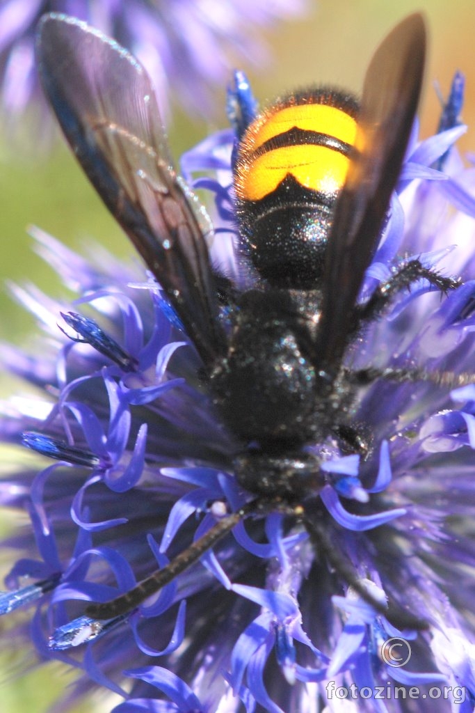 Modra sikavica, Echinops ruthenicus