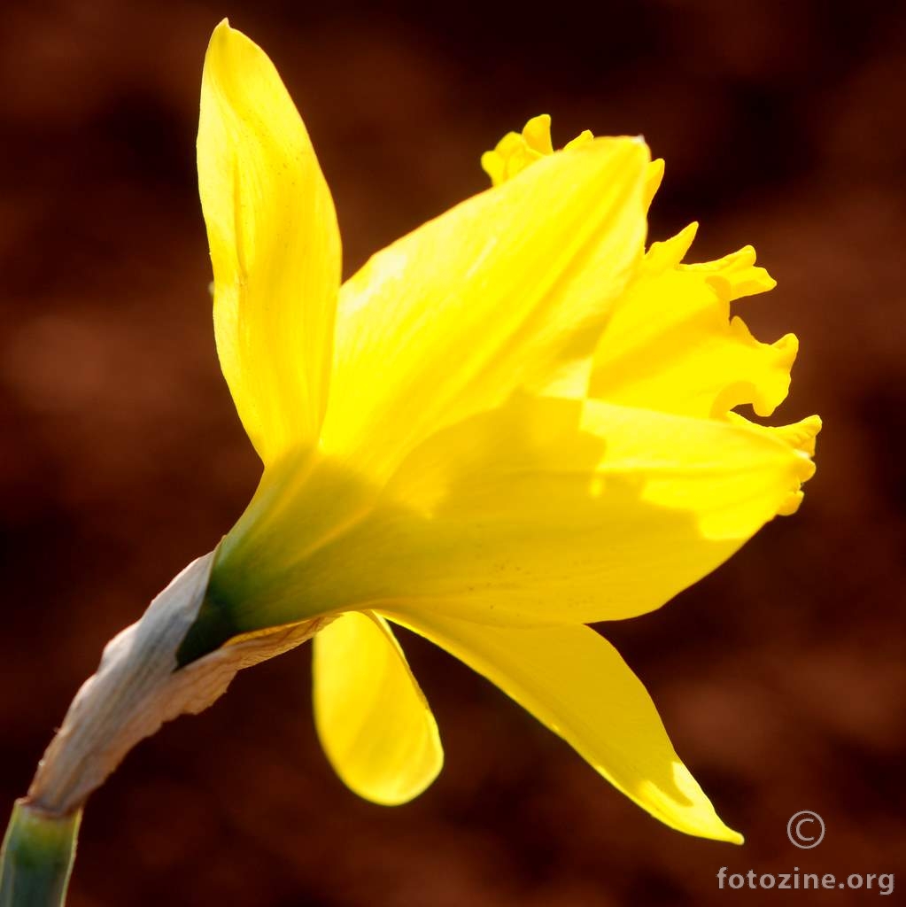 Sunovrat, Narcissus
