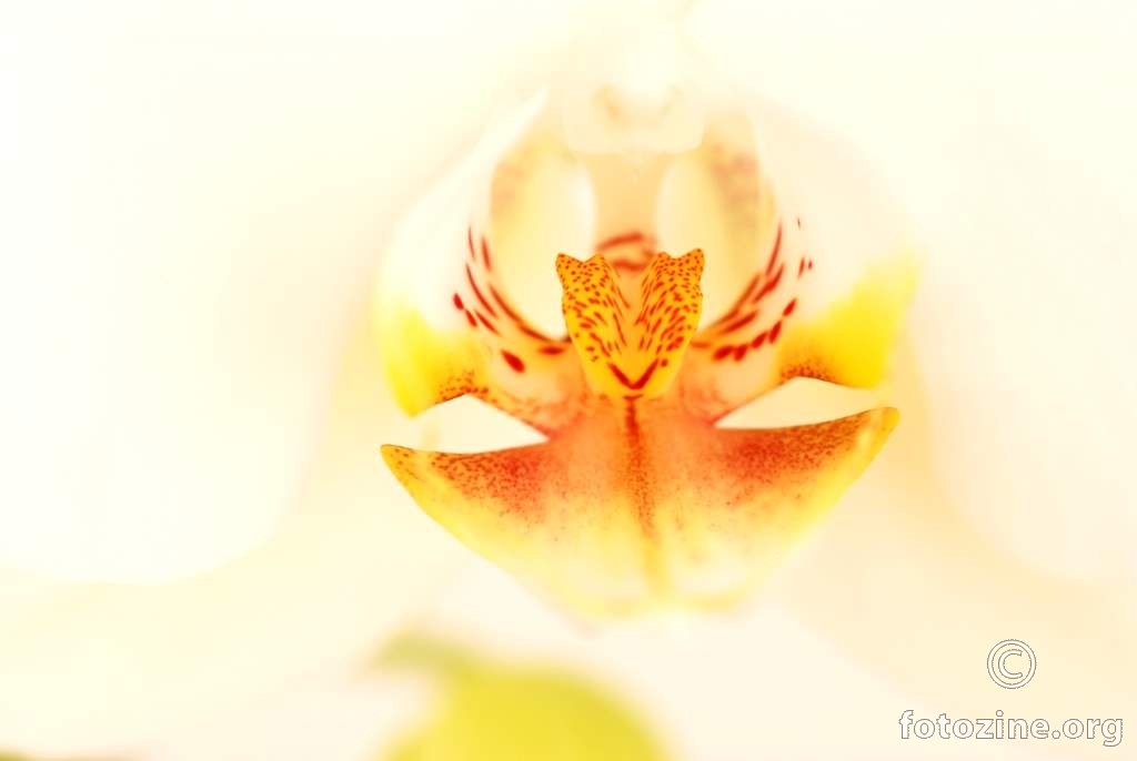 Falenopsis, Phalaenopsis aphrodite (Moon Orchid)