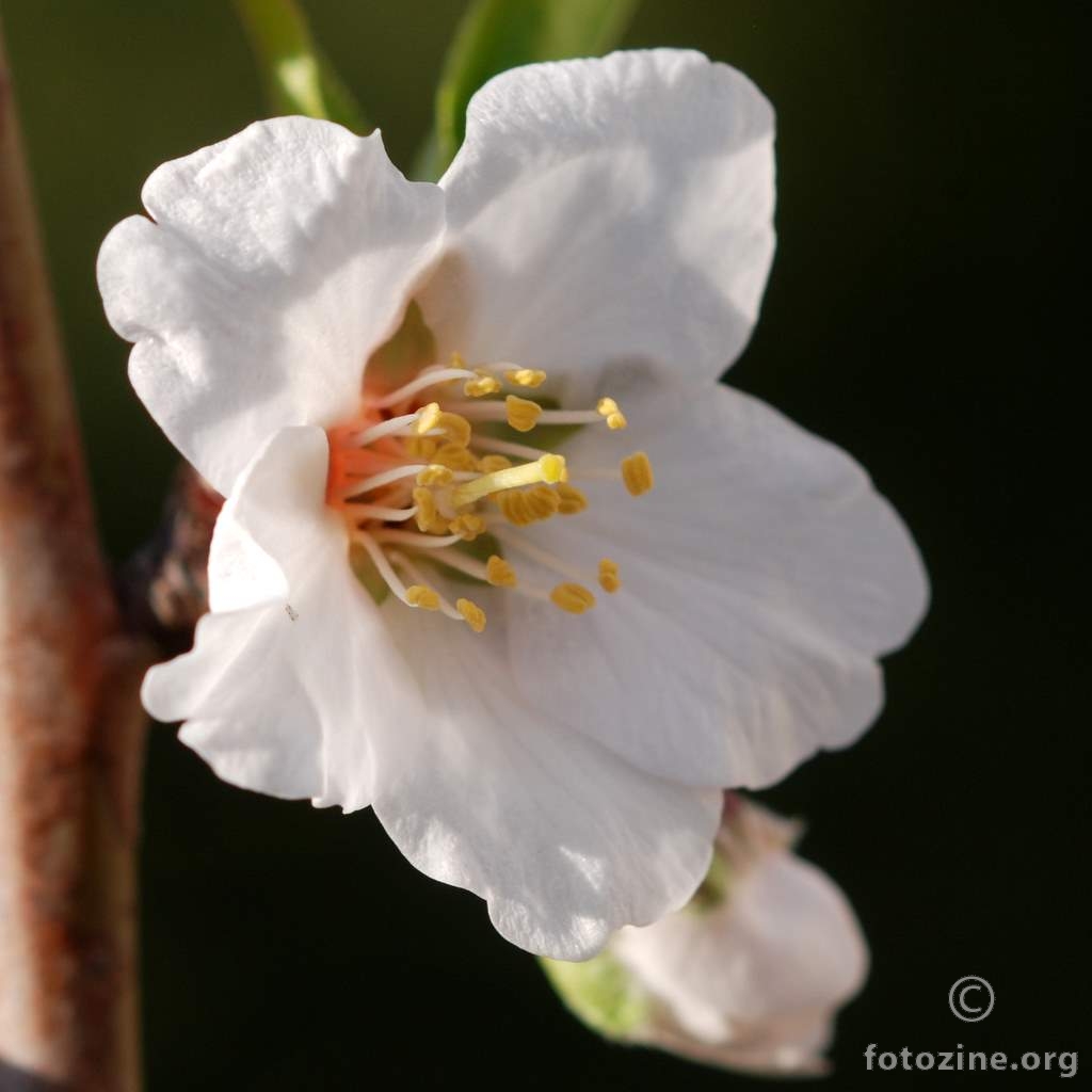 Badem, Prunus amygdalus