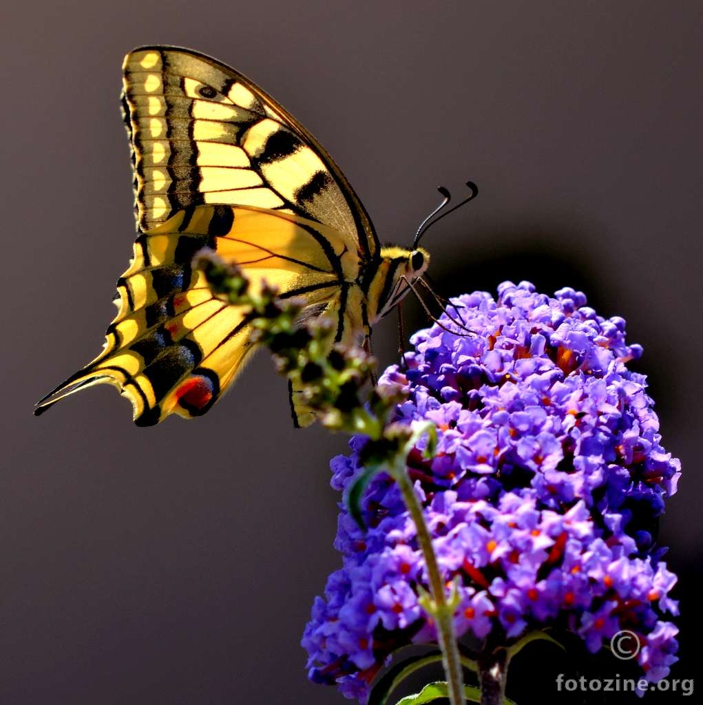 Lastin rep, Papilio machaon