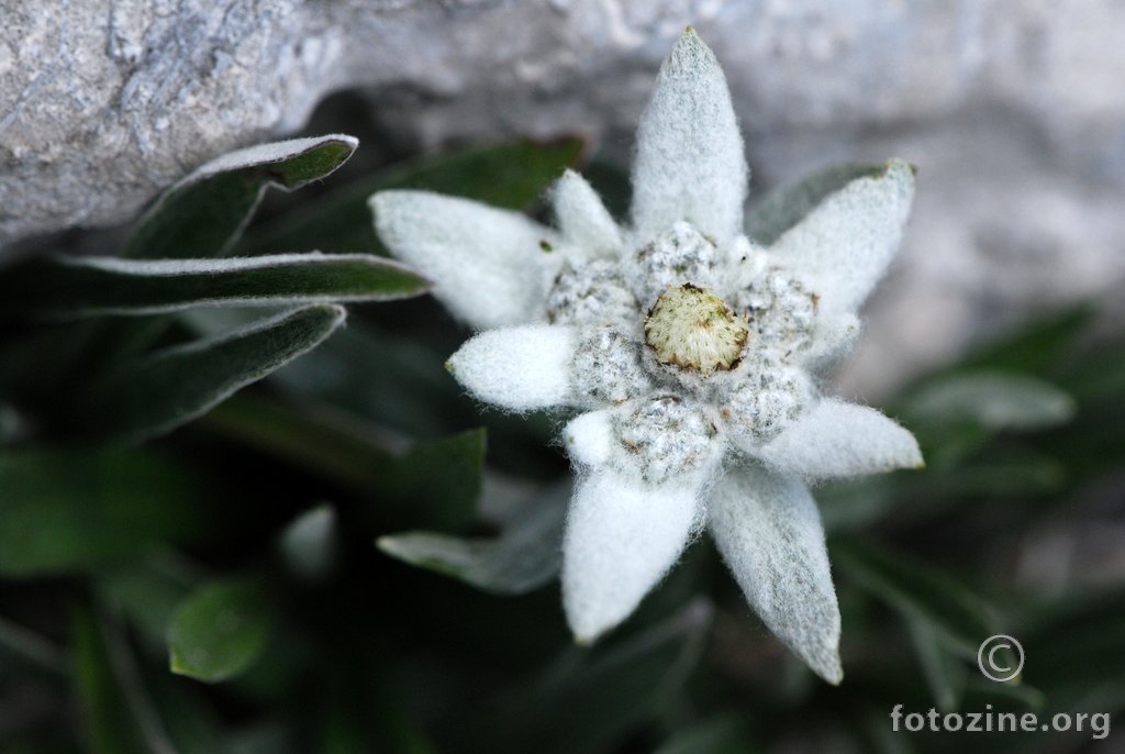 Runolist, Leontopodium alpinum var. krasense