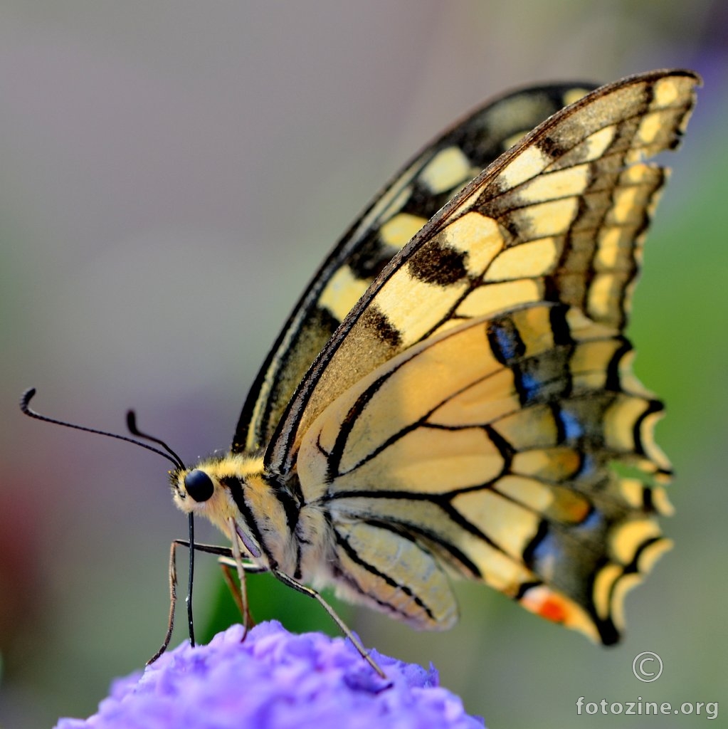 Lastin rep, Papilio machaon