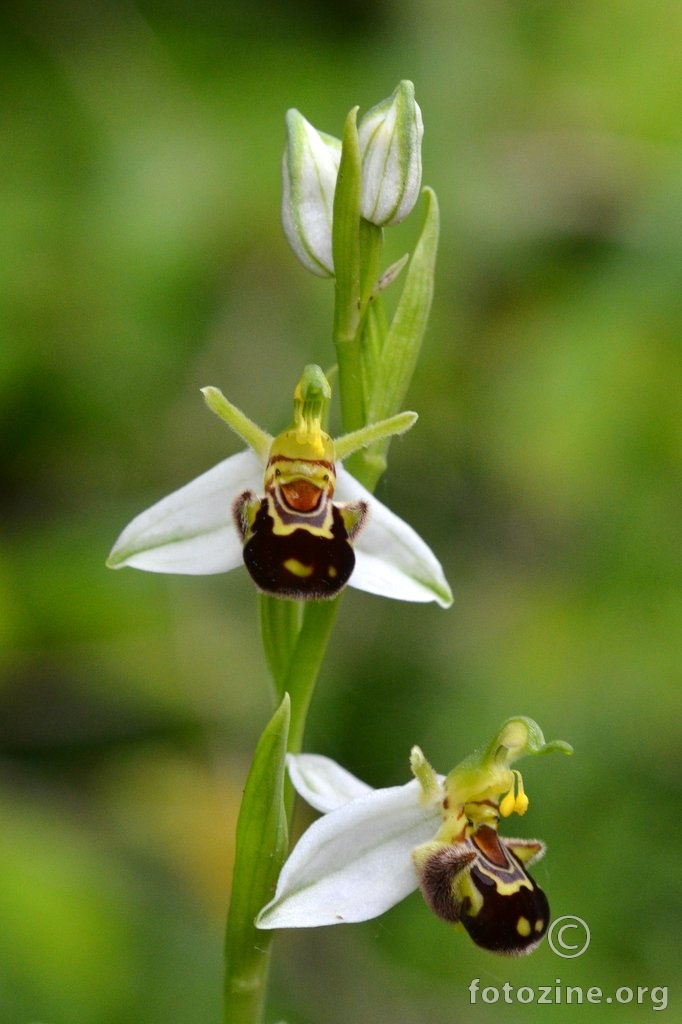 Ophrys apifera var. chlorantha