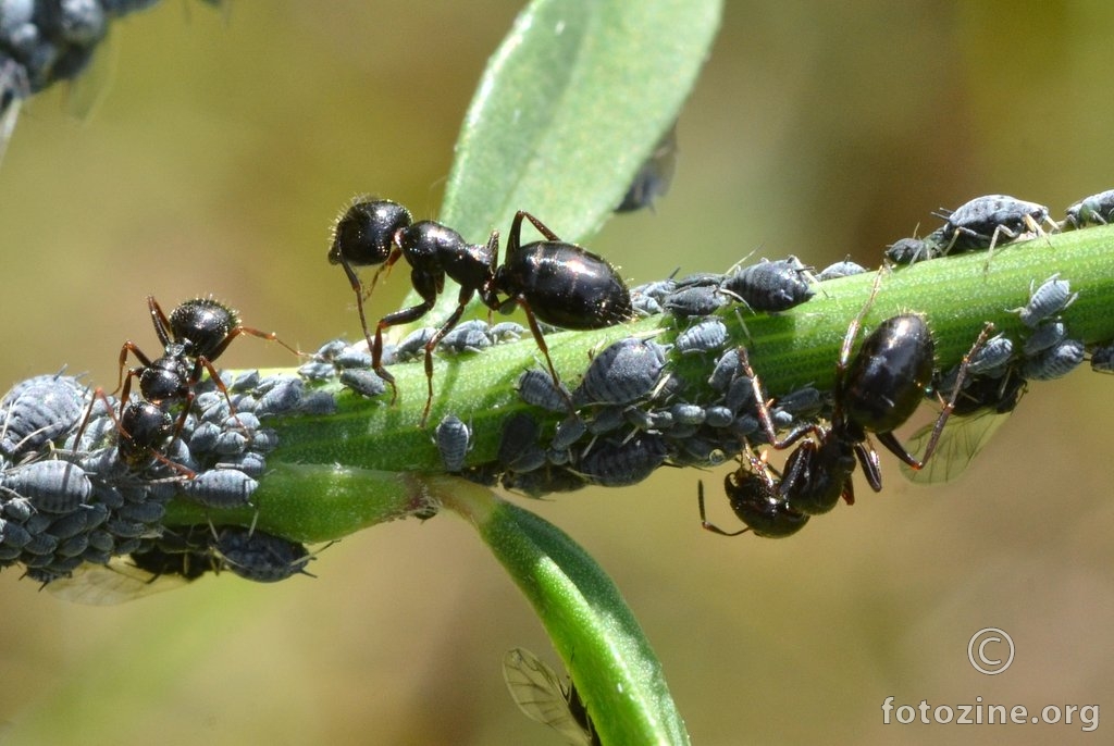 mravi i ušenjaci