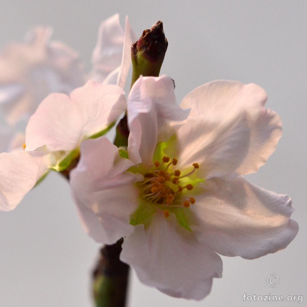 Badem, Prunus dulcis