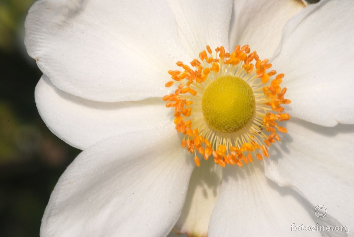 Bijeli božur, Paeonia mascula