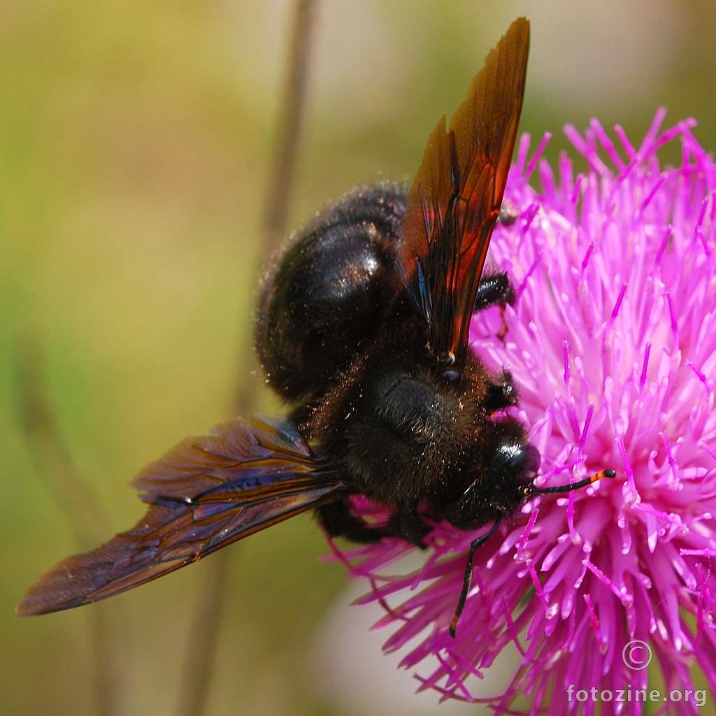 Crna pčela drvarica, Xylocopa violacea