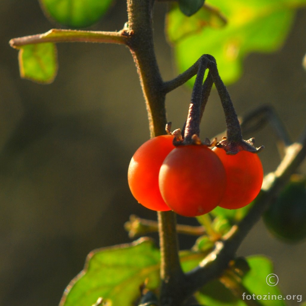 Crna pomoćnica, Solanum nigrum