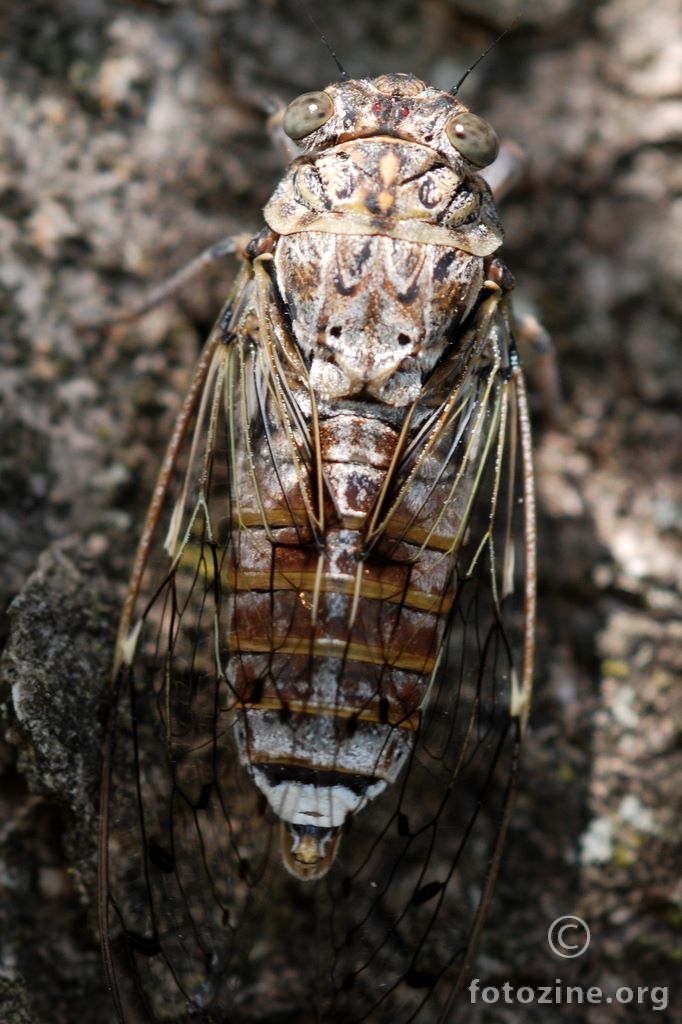 Cvrčak, Cicada (Tetigia) orni