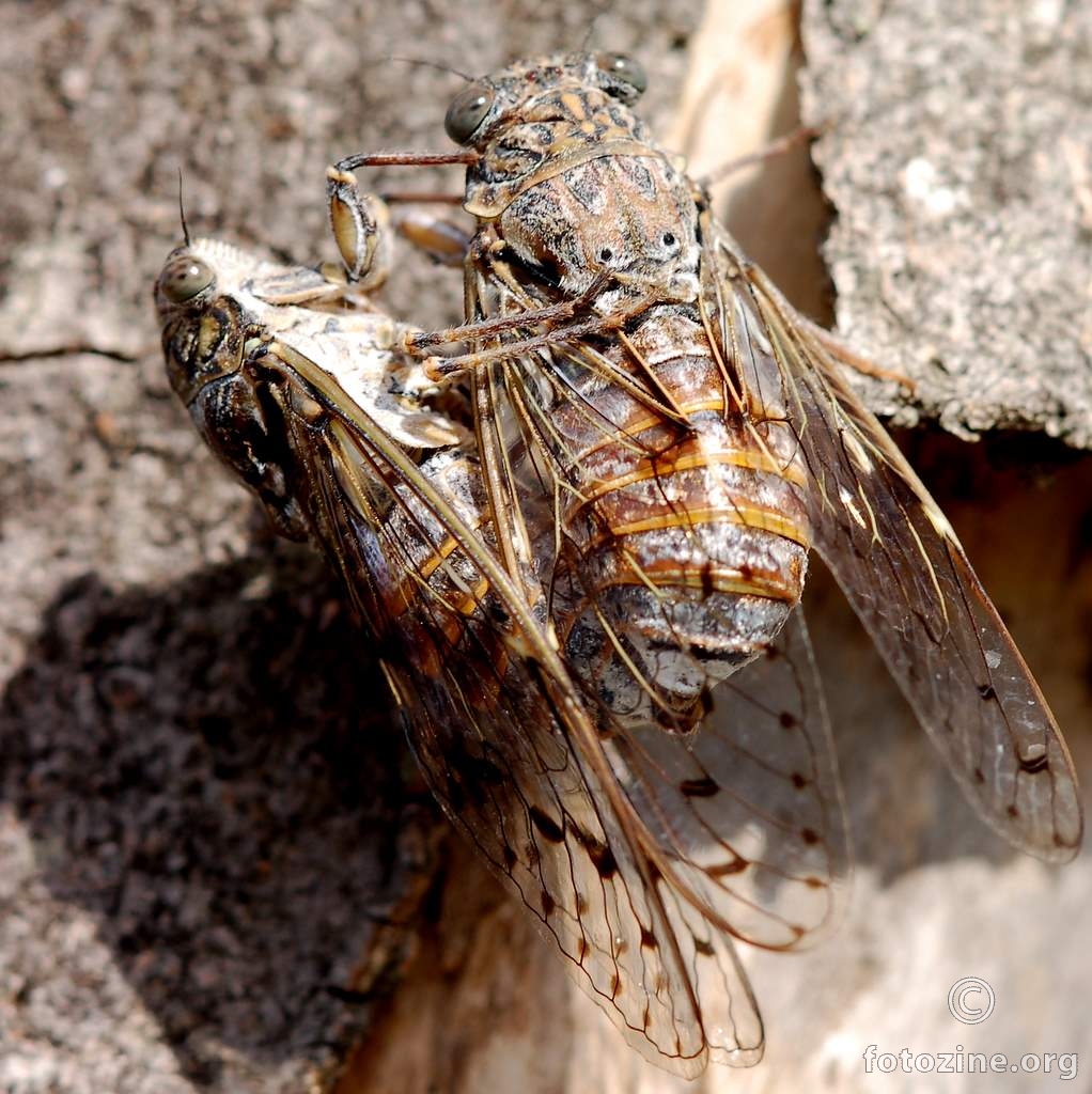 Cvrčak, Cicada orni (2)