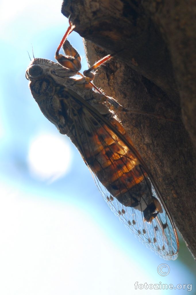 Cvrčak, Cicada (Tettigia) orni
