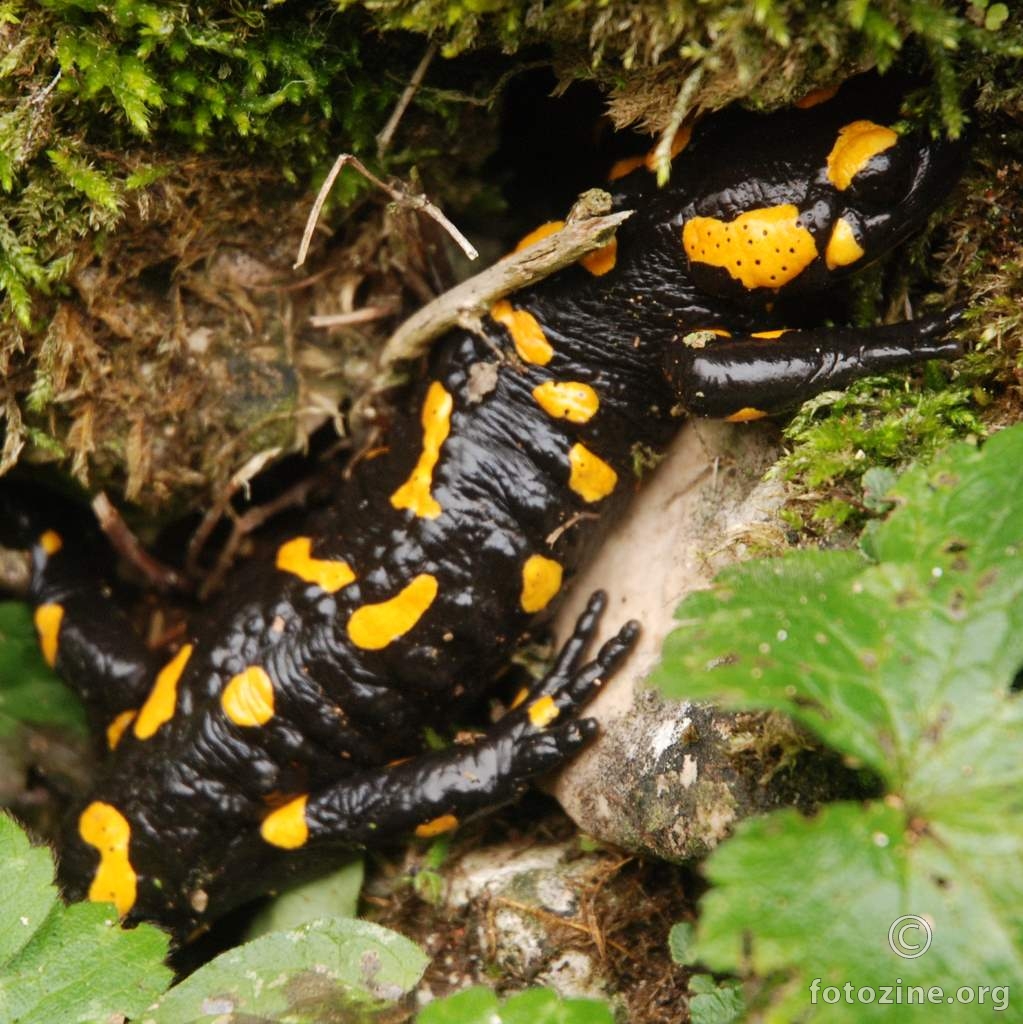 Daždevnjak, Salamandra salamandra