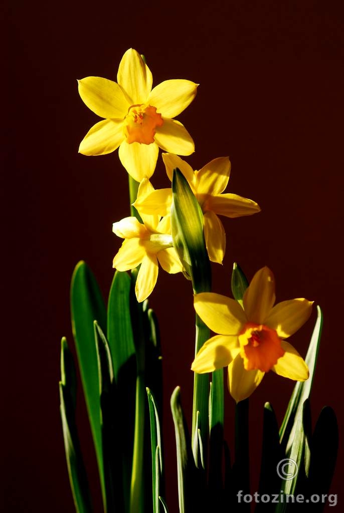 Sunovrat, Narcissus