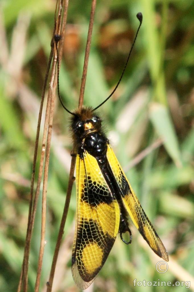 Leptirak, Ascalaphus macaronius