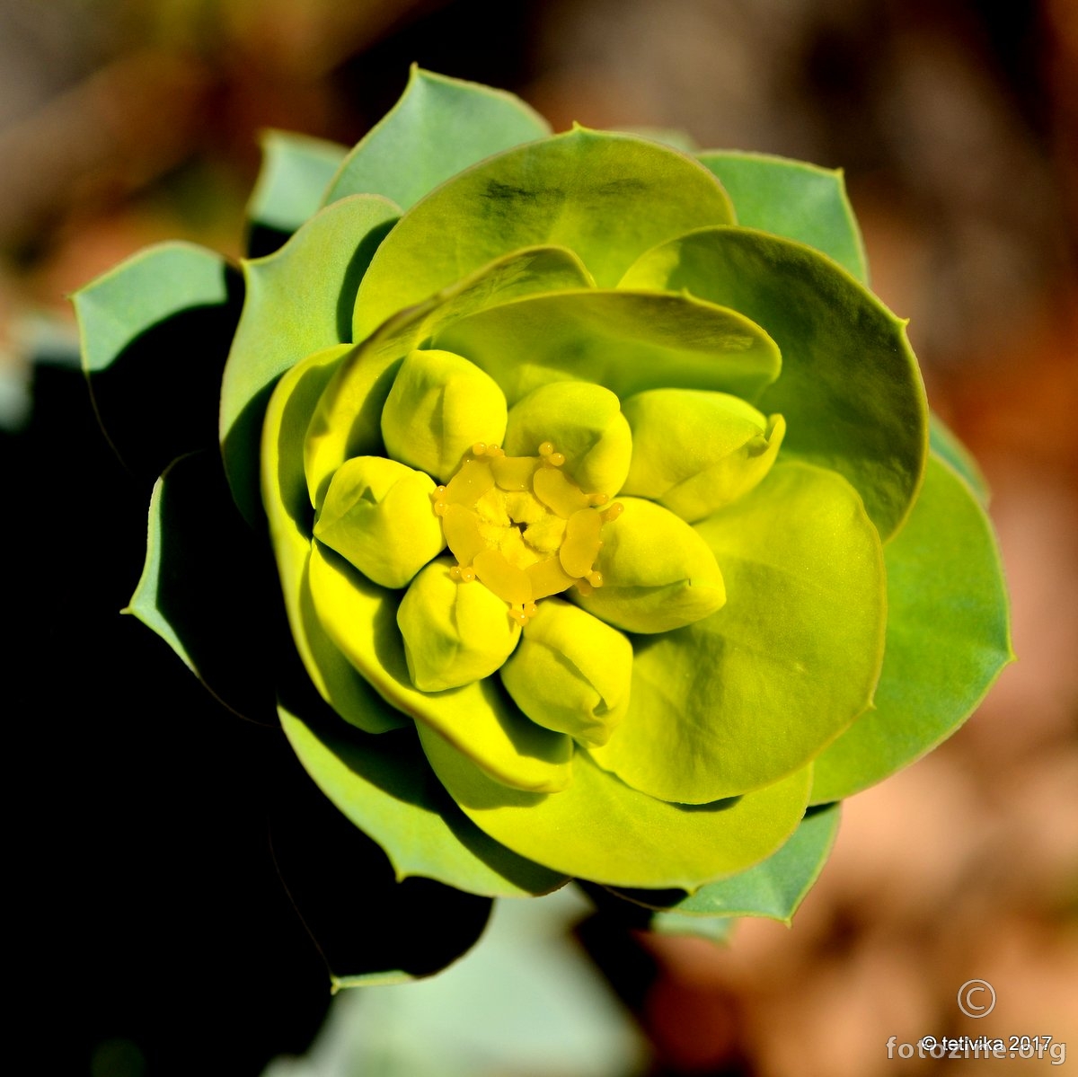Mlječika, Euphorbia myrsinites