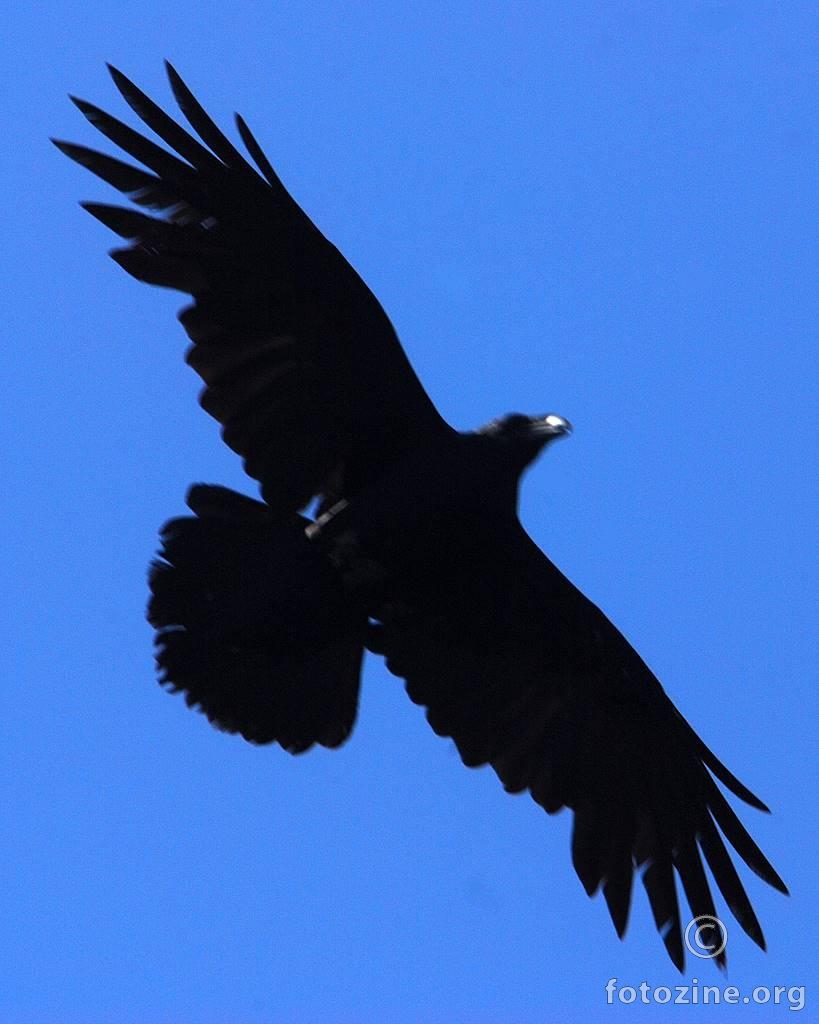 Gavran, Corvus corax