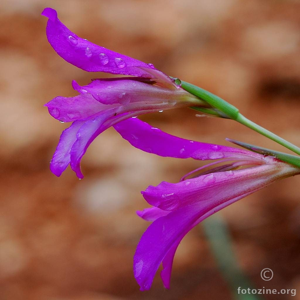 Gladiola, Gladiolus illyricus