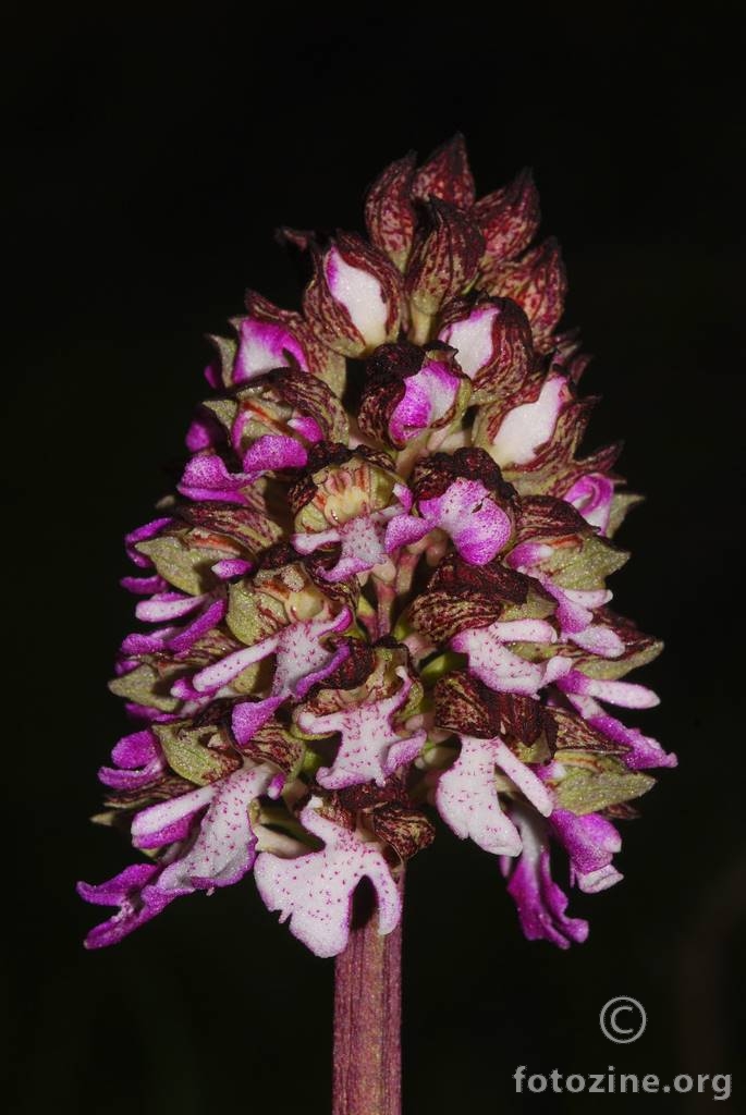 Grimizni kaćun, Orchis purpurea