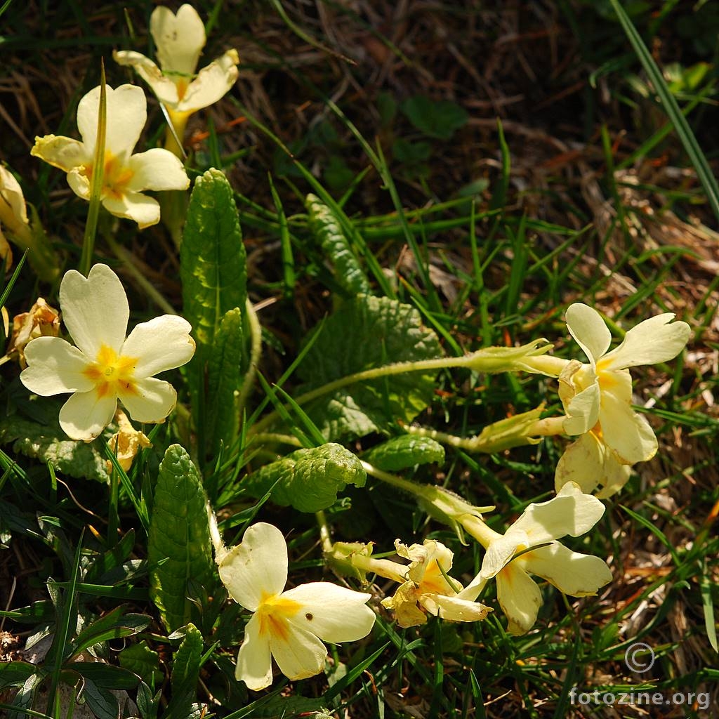 Jagorčevina, Primula acaulis