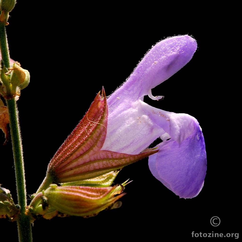 Kadulja, Salvia officinalis